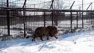 УДИВИТЕЛЬНОЕ   ВИДЕО !!! Олег Зубков ведет льва Малыша  на свидание к львицам .Тайган