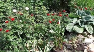 Розы в нашем саду