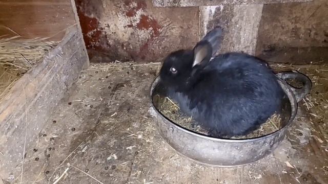 СПАСИБО БОЛЬШОЕ ЗА СОВЕТЫ! ЛЕКАРСТВА КРОЛИКАМ НАДО ЗАКАЗЫВАТЬ ПО ИНТЕРНЕТУ...! 18.02.24 смотреть онлайн