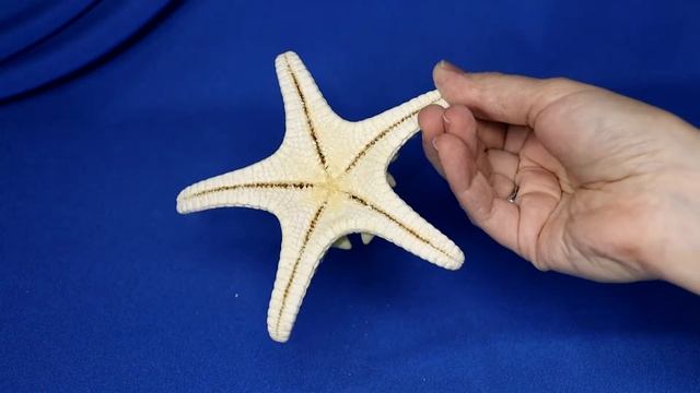 Морская звезда отбеленная 10 - 12 см. смотреть онлайн
