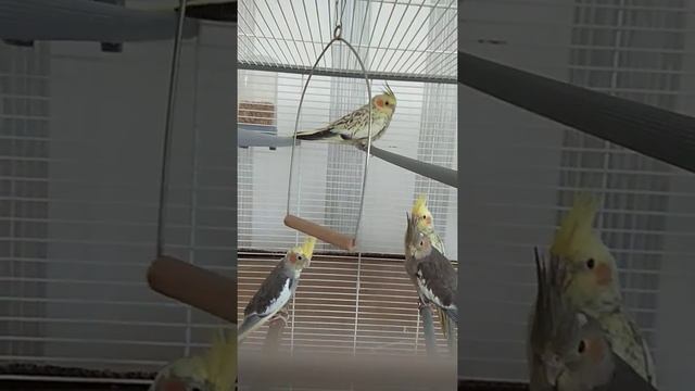 #harizma_prichka_z
Окрас корелл мои) смотреть онлайн