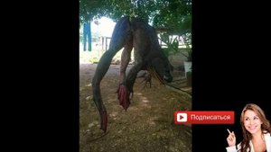 Гигантскую лягушку поймали в озере Титикака в Перу