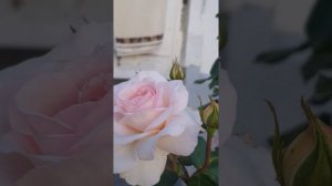 Сорт розы Бременские Музыканты,Монстрик,красотка!!!