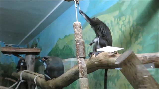 Семейство мартышек бразза с малышом 07.01.2021 смотреть онлайн