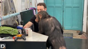 Одним дублем с шимпанзе Дана Запашного