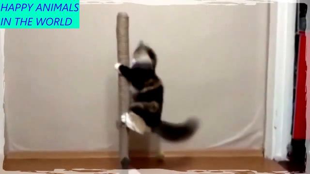 ТОП ПОДБОРКА , ПРИКОЛЫ С ЖИВОТНЫМИ, КОТЫ, СОБАКИ| ЮМОР, СМЕШНЫЕ ЖИВОТНЫЕ #33 смотреть онлайн