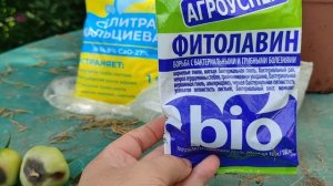 ВЕРШИННАЯ ГНИЛЬ ПОМИДОРОВ? Я ЗНАЮ ПРОВЕРЕННЫЙ СПОСОБ, КАК С НЕЙ БОРОТЬСЯ! #помидоры #вершиннаягниль
