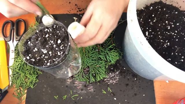347. Укоренение черенков туи Смарагд на фитильном поливе. смотреть онлайн