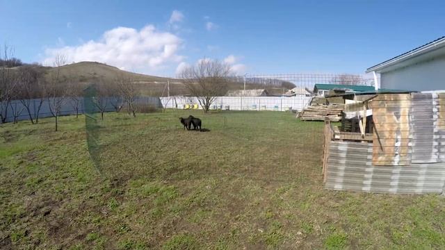 Курдючные барашки. Подарок фермеру от коллеги. смотреть онлайн