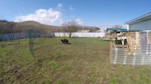 Курдючные барашки. Подарок фермеру от коллеги.