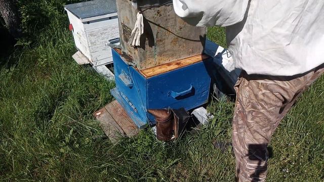 Роеловство 2022. Полетели первые рои. смотреть онлайн