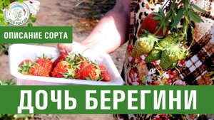 Клубника. Описание сорта Дочь Берегини. Айтжанова Светлана Дмитриевна о сортах земляники.