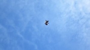 голуби Донбасса г.Родинское ржаворябые (рябогорлые)