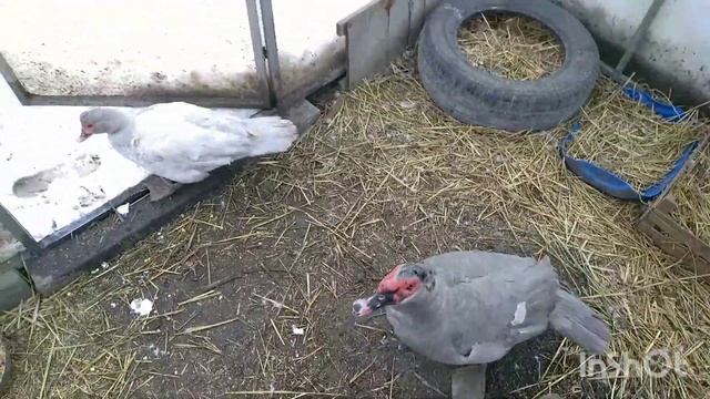 Снежная зима на Кубани, вечерний обход уточек. 22 января 2022 г. смотреть онлайн