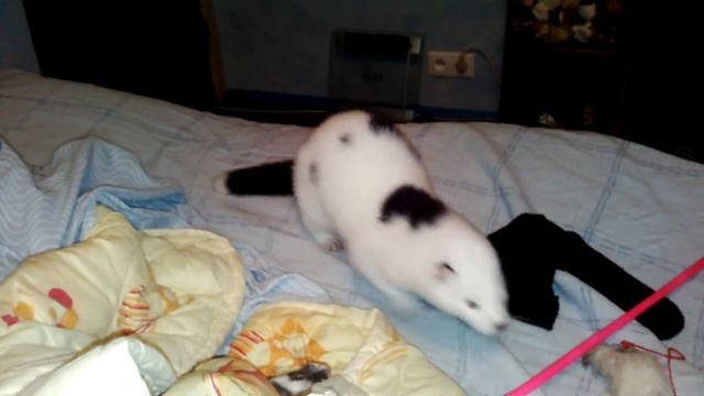 Игра норки и хорька смотреть онлайн