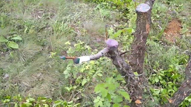 Прививка сортового абрикоса на дикий абрикос. Grafting of varietal apricot to wild apricot. смотреть онлайн