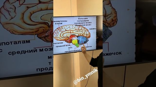 Как запомнить отделы головного мозга? @bio_ymnik ЕГЭ биология