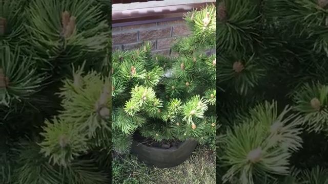 Сосна#Горная#Мугус# смотреть онлайн