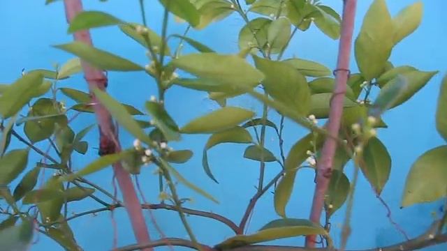 Техосмотр мандарина Тардиво перед цветением смотреть онлайн