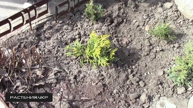 Туя Восточная / туя посадка и уход