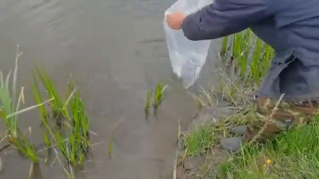 Глухое Новосибирск Судак 1 зарыбление 2021 смотреть онлайн