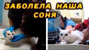 Vlog ➤У КОШКИ СЛУЧИЛСЯ ПРИСТУП 😢😢/ СОНЯ СДАЕТ КРОВЬ / 1 часть