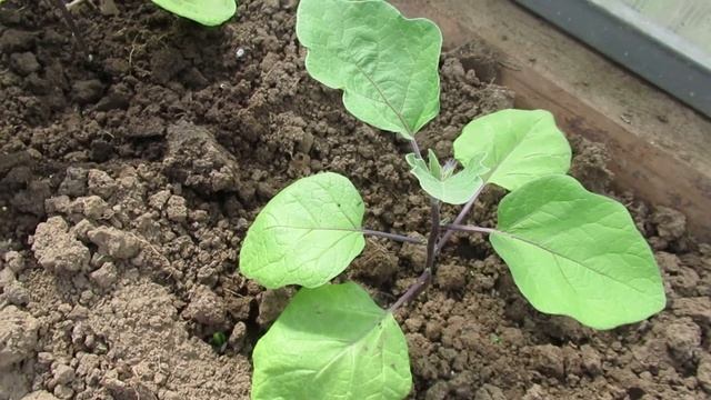 Сколько раз и чем подкармливать баклажаны после высадки в теплицу смотреть онлайн