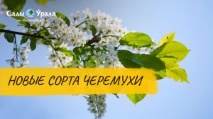 Черемуха: новые сорта