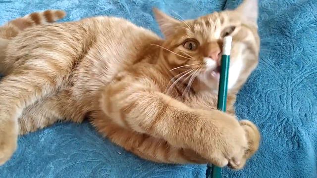 милый, милый котик Лео смотреть онлайн