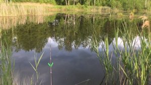 РЫБАЛКА НА ЗОЛОТОГО КАРАСЯ - ПРУДЫ В ЗАРАНКОВО