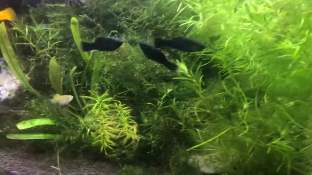How to keep your molly fish fry survive смотреть онлайн