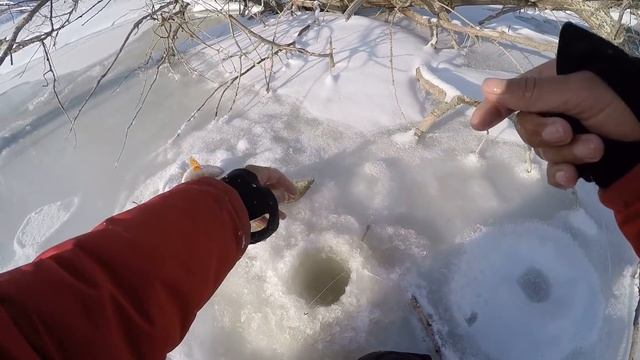 РЕАЛЬНО КОНИ!! ОКУНЯРЫ КЛЮЮТ В КОРЯГАХ!!!! Рыбалка на Оби ! Первый лед 2018-2019! смотреть онлайн