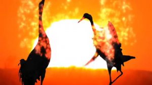 Тамара Нехай - Къэрэу закъу -Одинокий журавль-адыгэ орэд(Tamara Karabetova)