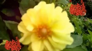 Эля Батик  -  Георгины! Очень красивая песня! 2