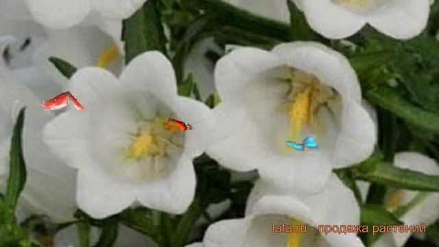 Колокольчик средний Вайт ? средний колокольчик Вайт обзор: как сажать, семена колокольчика Вайт смотреть онлайн