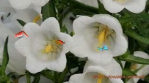 Колокольчик средний Вайт ? средний колокольчик Вайт обзор: как сажать, семена колокольчика Вайт