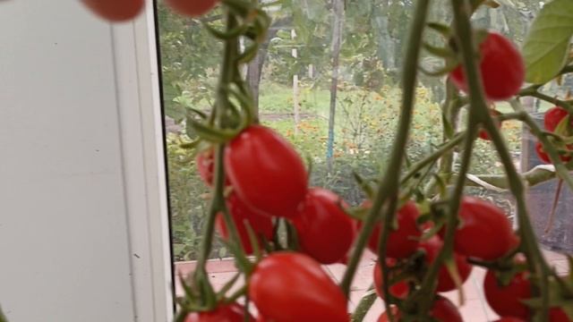 Томат "Поцелуй герани".