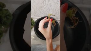 Бегония Мэсона. Размножение листом.