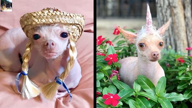 Кто то называет эту собачку гоблином, а кто то считает милой! А что думаете вы... смотреть онлайн