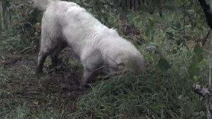 Маремма-абруцкая овчарка