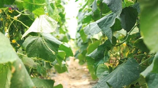 ЗАВЯЖУТСЯ ВСЕ ОГУРЧИКИ, ЕСЛИ ПОДКОРМИТЬ ИХ ЭТИМ УДОБРЕНИЕМ! смотреть онлайн