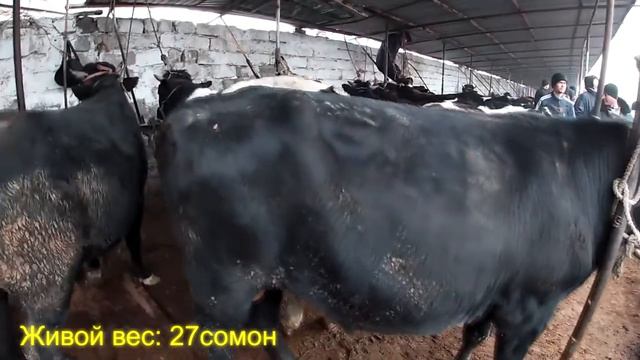 Букахо вазни зинда аз 27с то 40с дар #Молбозорихучанд #молбозор #порода #обуна_шавед_дустон #бозор