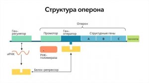 Лактозный оперон | Биохимия