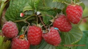 Малина традиционная Пересвет (rubus peresvet) ? Пересвет обзор: как сажать, саженцы малины Пересвет