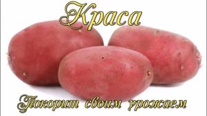 Семенной картофель для посадки.  Лучшие урожайные сорта картофеля.