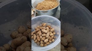 Молодило! Пересаживаю, часть 1. Как буду хранить зимой  21.10.23