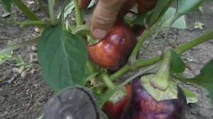 Перец Фиолетовый сладкий.