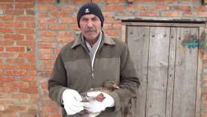 Как Правильно Выбрать Утку Для Охоты С Подсадной