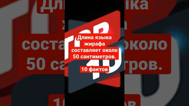 Длина языка жирафа составляет около 50 сантиметров