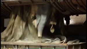 Галилео  Перчатки сварщика